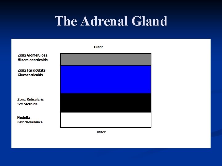 The Adrenal Gland 