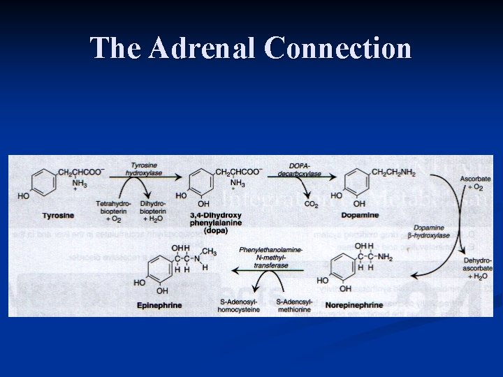 The Adrenal Connection 
