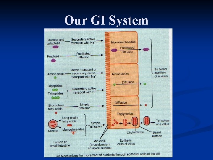 Our GI System 