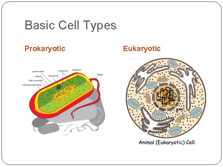 Basic Cell Types Prokaryotic Eukaryotic 