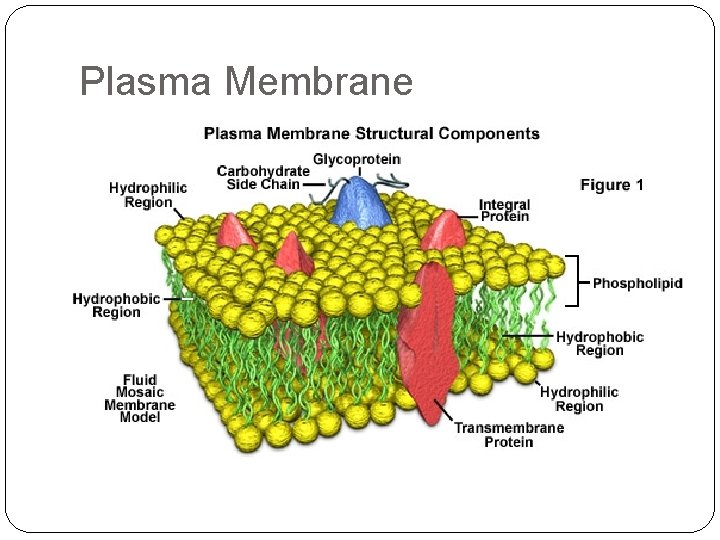 Plasma Membrane 