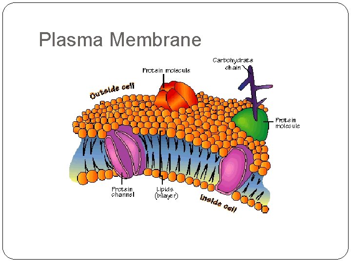 Plasma Membrane 