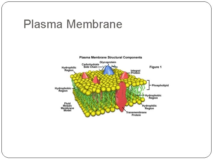 Plasma Membrane 