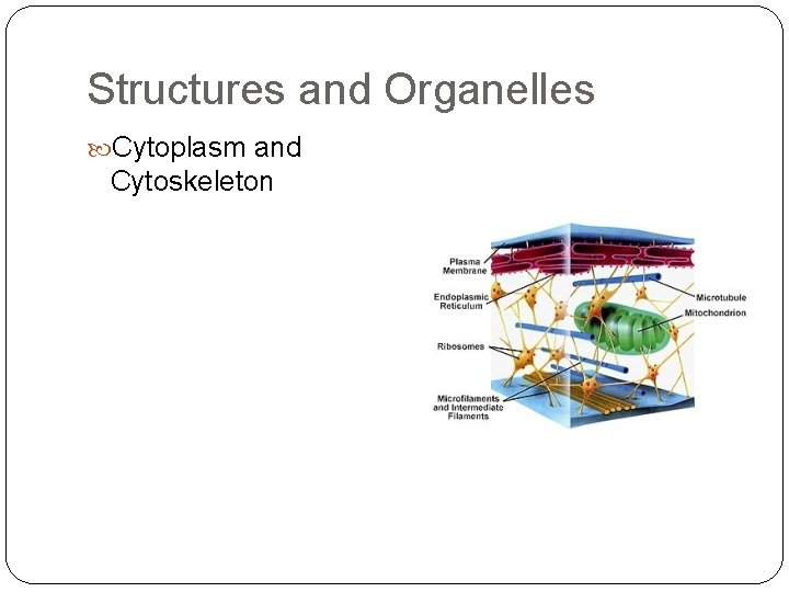 Structures and Organelles Cytoplasm and Cytoskeleton 