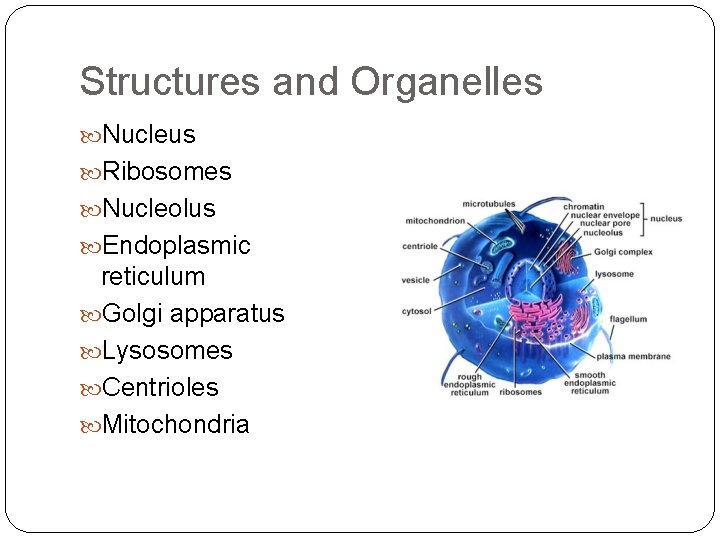 Structures and Organelles Nucleus Ribosomes Nucleolus Endoplasmic reticulum Golgi apparatus Lysosomes Centrioles Mitochondria 