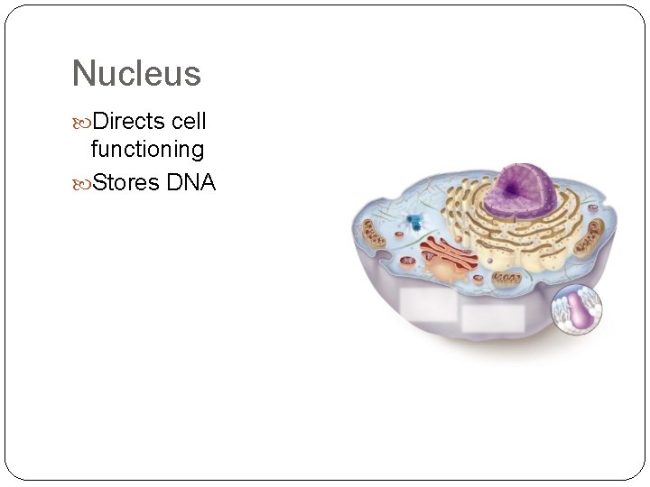 Nucleus Directs cell functioning Stores DNA 