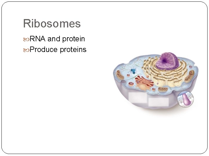 Ribosomes RNA and protein Produce proteins 