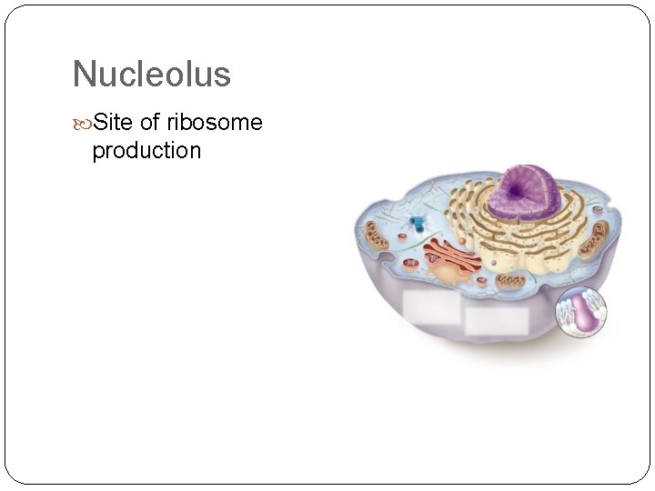 Nucleolus Site of ribosome production 