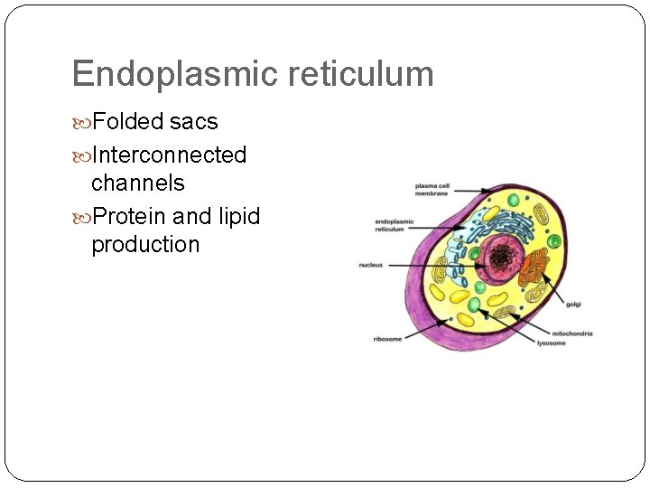Endoplasmic reticulum Folded sacs Interconnected channels Protein and lipid production 