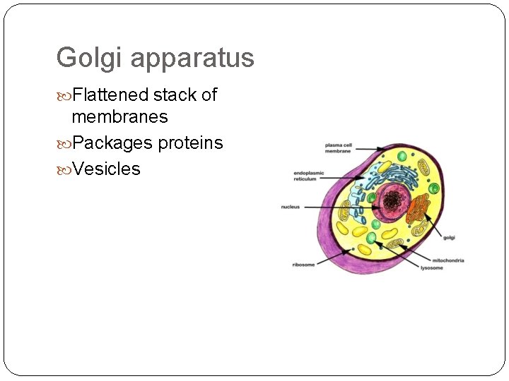 Golgi apparatus Flattened stack of membranes Packages proteins Vesicles 