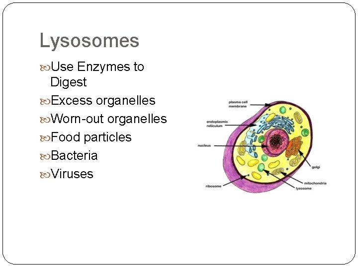 Lysosomes Use Enzymes to Digest Excess organelles Worn-out organelles Food particles Bacteria Viruses 