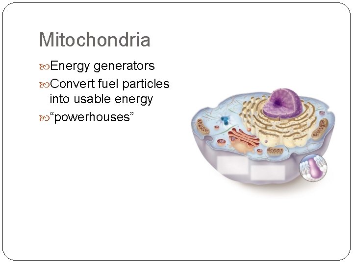 Mitochondria Energy generators Convert fuel particles into usable energy “powerhouses” 