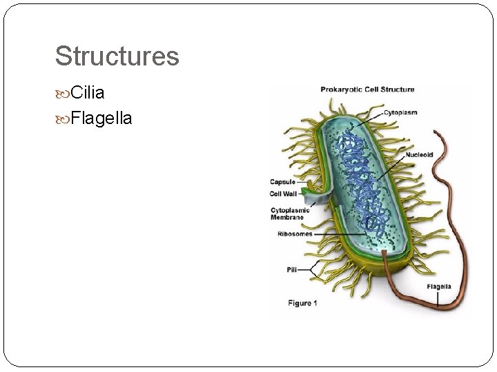 Structures Cilia Flagella 