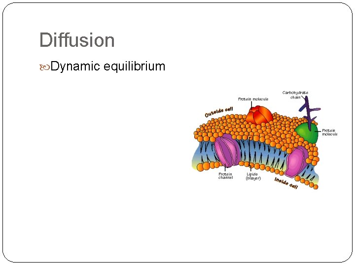 Diffusion Dynamic equilibrium 