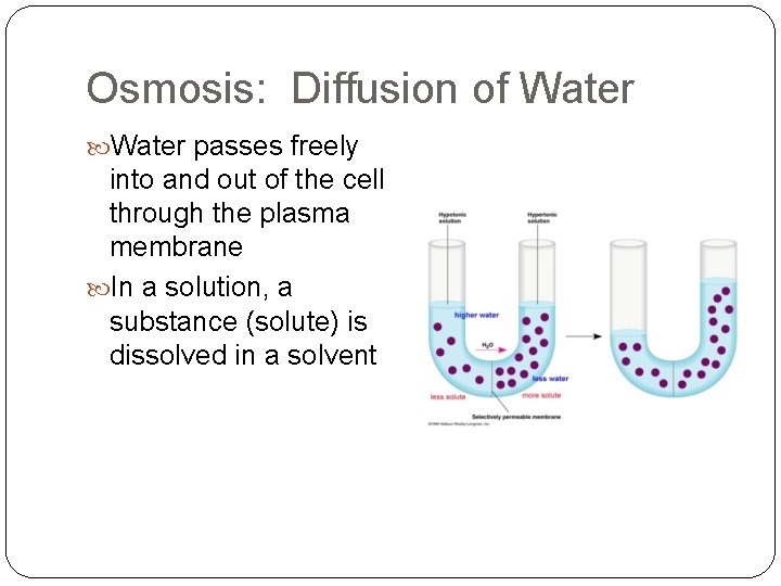 Osmosis: Diffusion of Water passes freely into and out of the cell through the