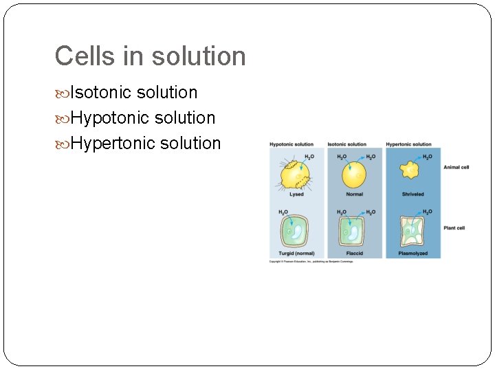 Cells in solution Isotonic solution Hypertonic solution 