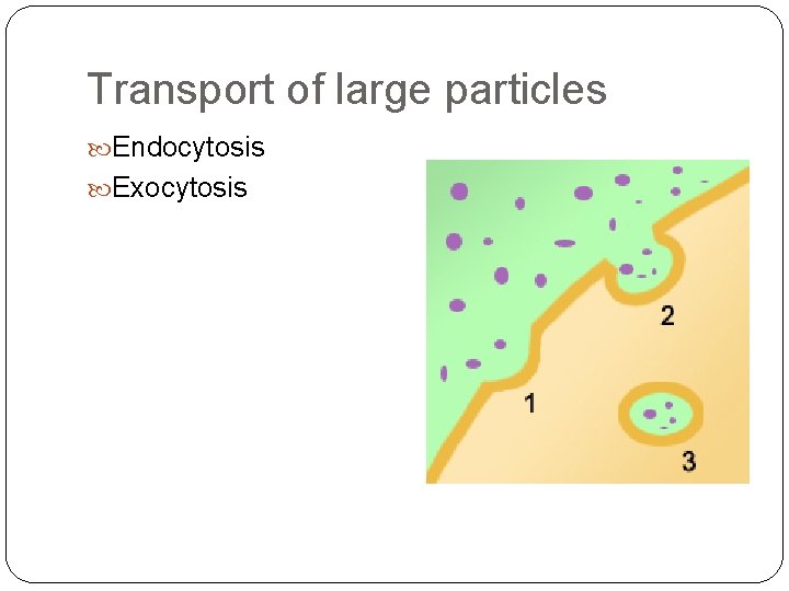 Transport of large particles Endocytosis Exocytosis 
