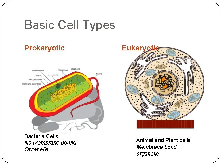 Basic Cell Types Prokaryotic Bacteria Cells No Membrane bound Organelle Eukaryotic Animal and Plant