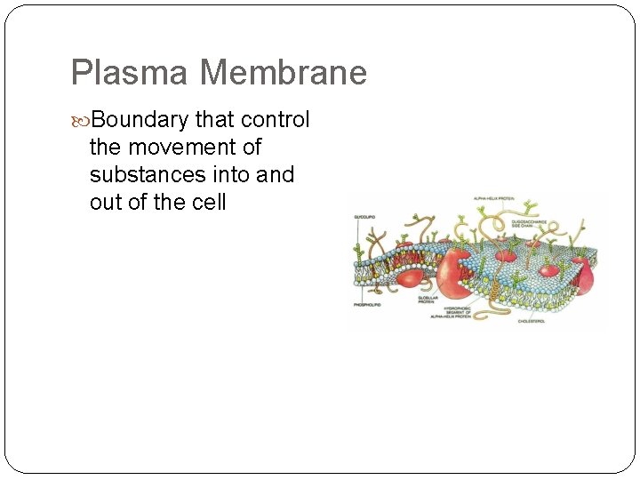 Plasma Membrane Boundary that control the movement of substances into and out of the