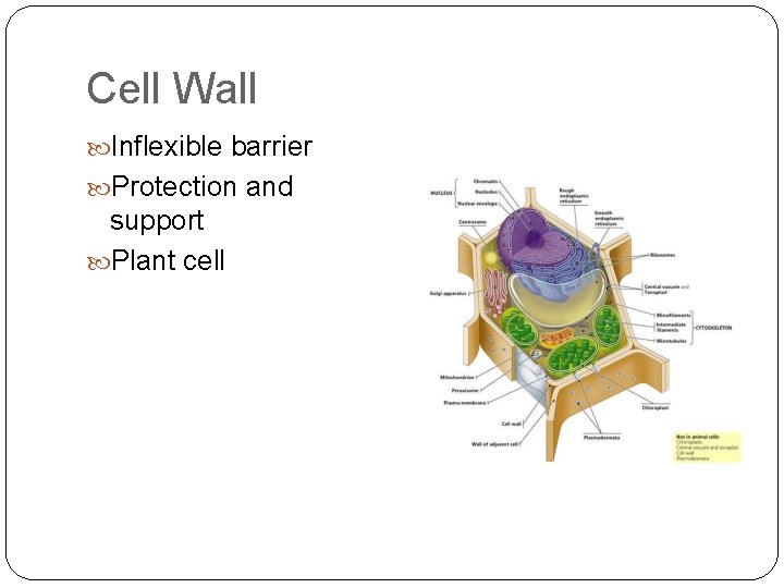 Cell Wall Inflexible barrier Protection and support Plant cell 