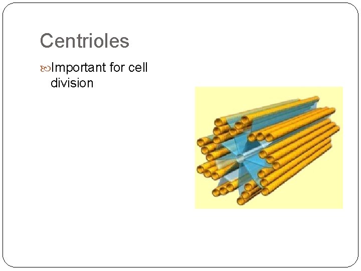 Centrioles Important for cell division 