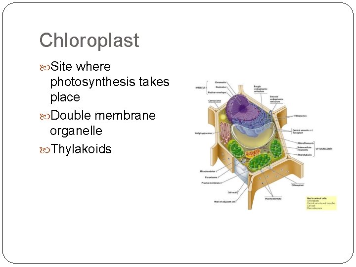 Chloroplast Site where photosynthesis takes place Double membrane organelle Thylakoids 