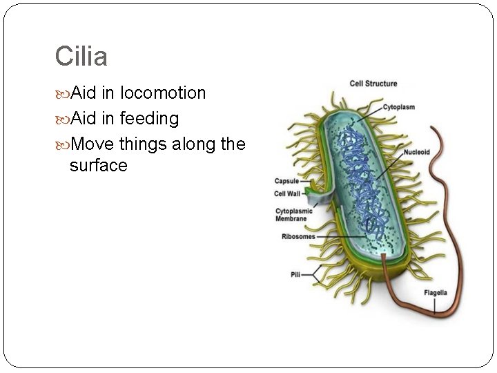 Cilia Aid in locomotion Aid in feeding Move things along the surface 