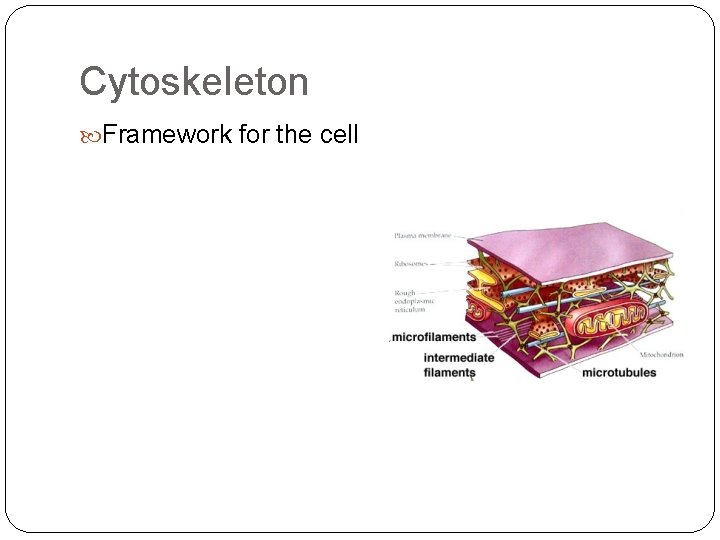 Cytoskeleton Framework for the cell 