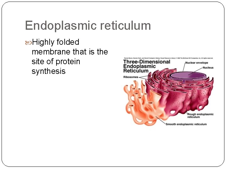 Endoplasmic reticulum Highly folded membrane that is the site of protein synthesis 