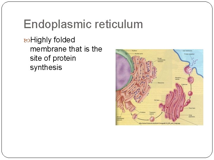 Endoplasmic reticulum Highly folded membrane that is the site of protein synthesis 