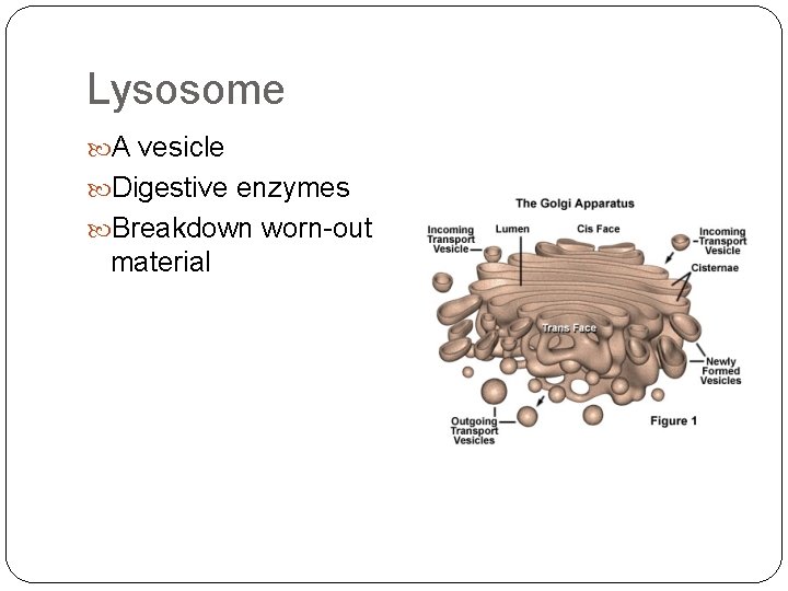 Lysosome A vesicle Digestive enzymes Breakdown worn-out material 