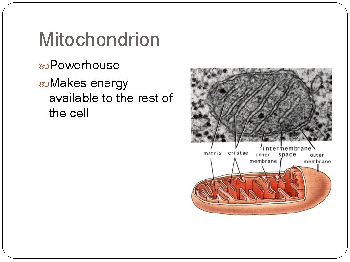 Mitochondrion Powerhouse Makes energy available to the rest of the cell 