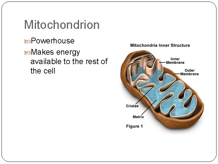 Mitochondrion Powerhouse Makes energy available to the rest of the cell 