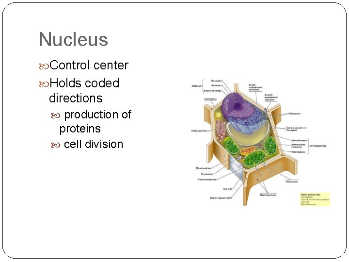 Nucleus Control center Holds coded directions production of proteins cell division 