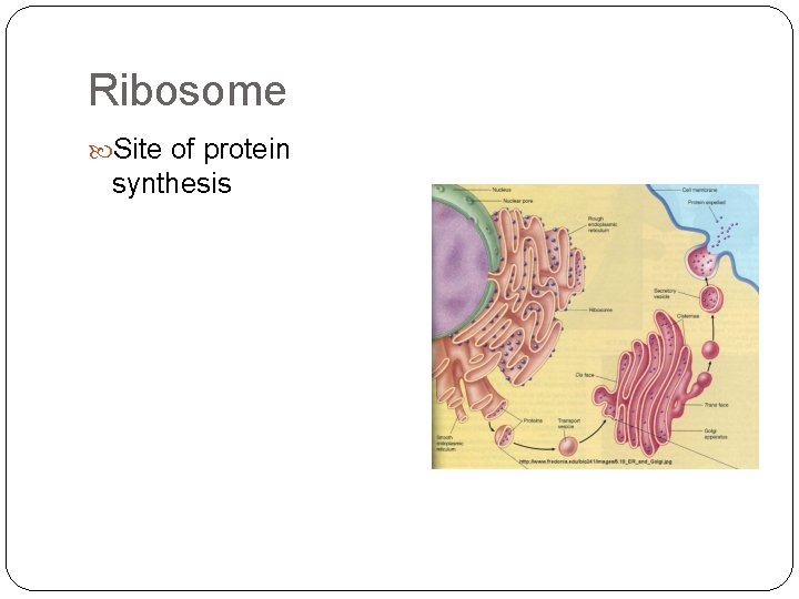 Ribosome Site of protein synthesis 