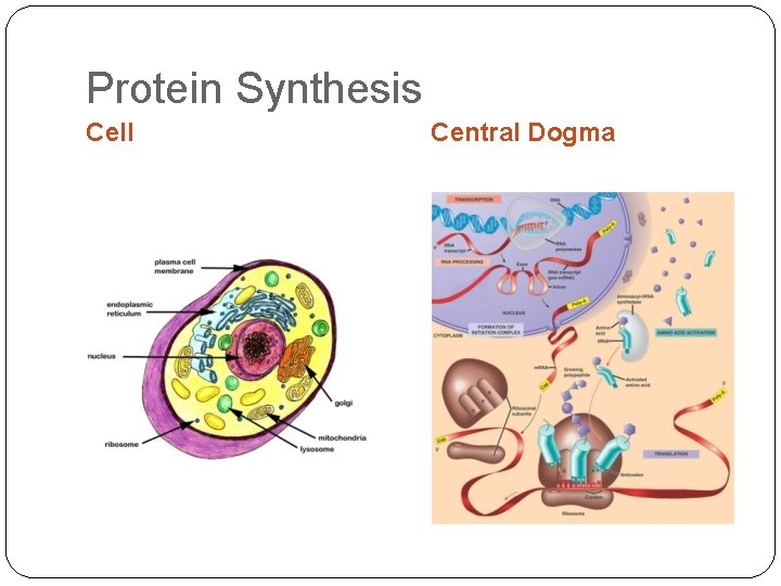 Protein Synthesis Cell Central Dogma 