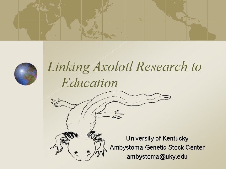 Linking Axolotl Research to Education University of Kentucky Ambystoma Genetic Stock Center ambystoma@uky. edu