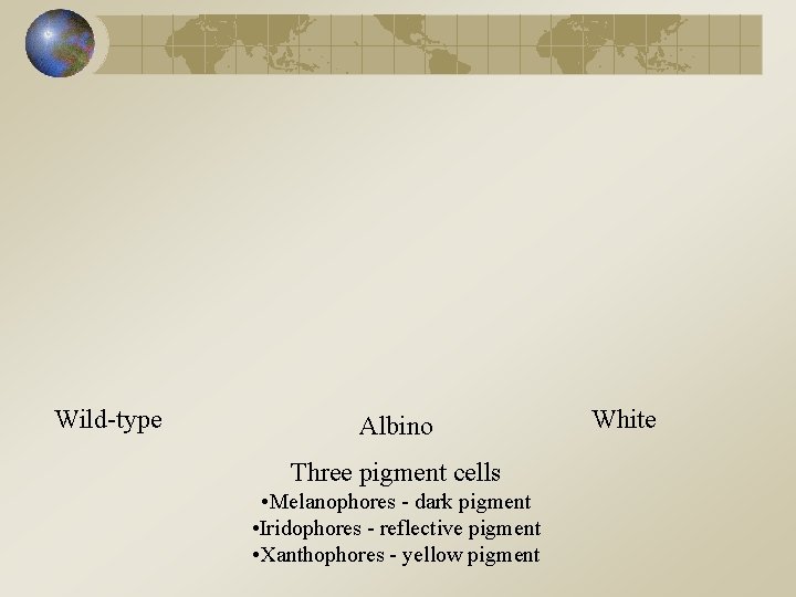 Wild-type Albino Three pigment cells • Melanophores - dark pigment • Iridophores - reflective