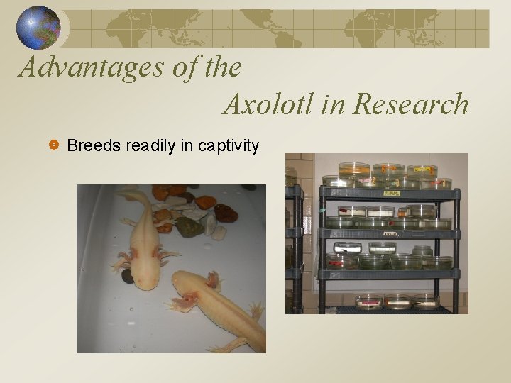 Advantages of the Axolotl in Research Breeds readily in captivity 