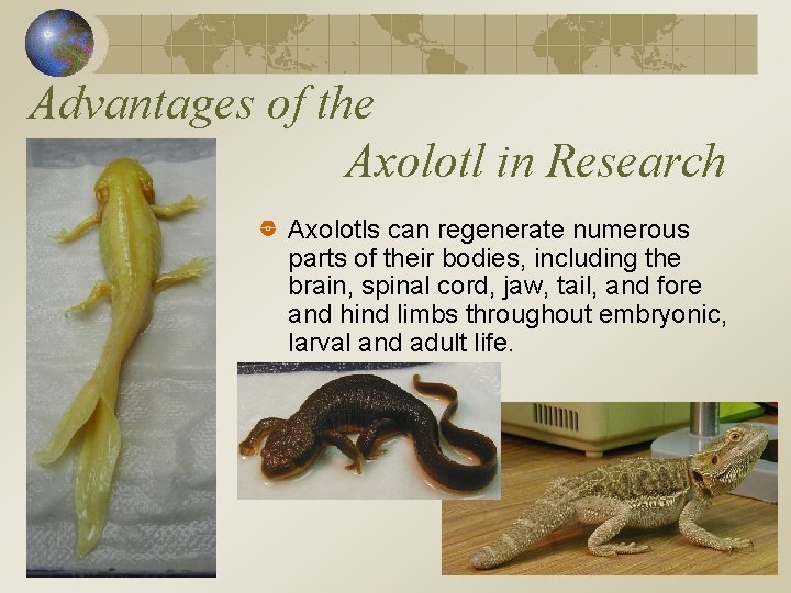 Advantages of the Axolotl in Research Axolotls can regenerate numerous parts of their bodies,