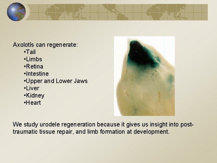 Axolotls can regenerate: • Tail • Limbs • Retina • Intestine • Upper and