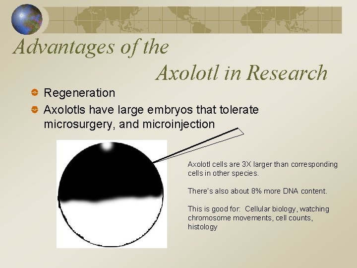 Advantages of the Axolotl in Research Regeneration Axolotls have large embryos that tolerate microsurgery,