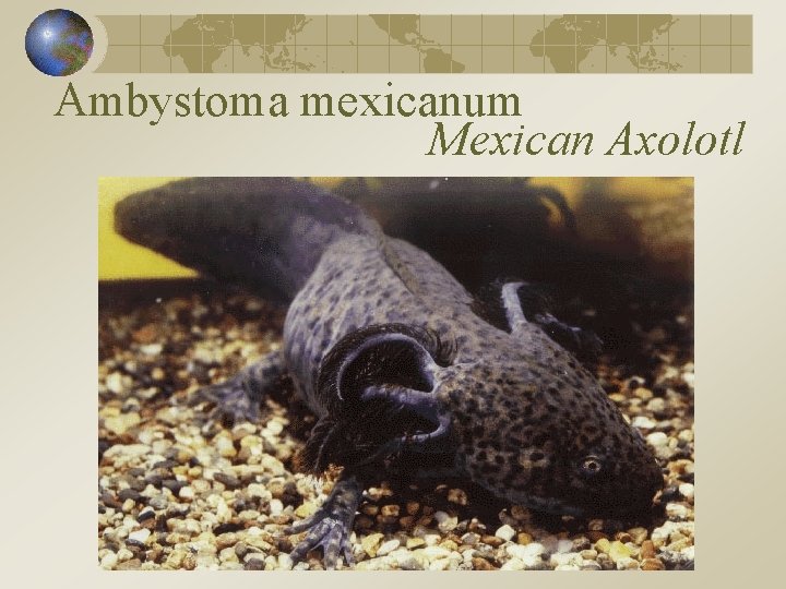 Ambystoma mexicanum Mexican Axolotl 