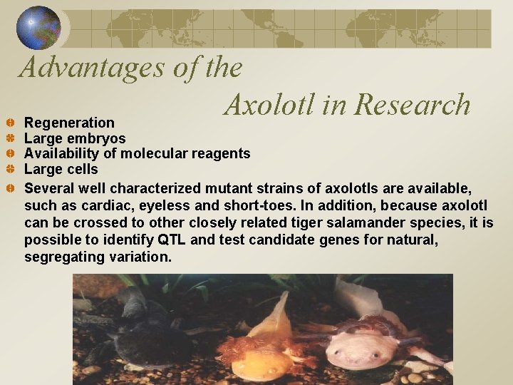 Advantages of the Axolotl in Research Regeneration Large embryos Availability of molecular reagents Large