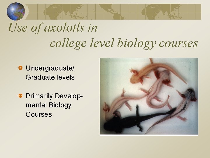 Use of axolotls in college level biology courses Undergraduate/ Graduate levels Primarily Developmental Biology