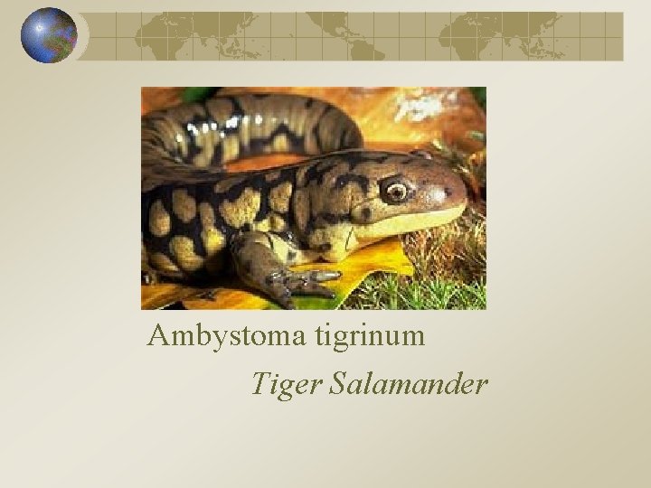 Ambystoma tigrinum Tiger Salamander 