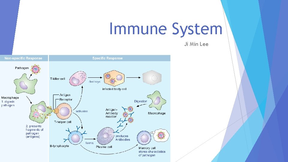 Immune System Ji Min Lee 