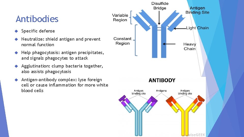 Antibodies Specific defense Neutralize: shield antigen and prevent normal function Help phagocytosis: antigen precipitates,