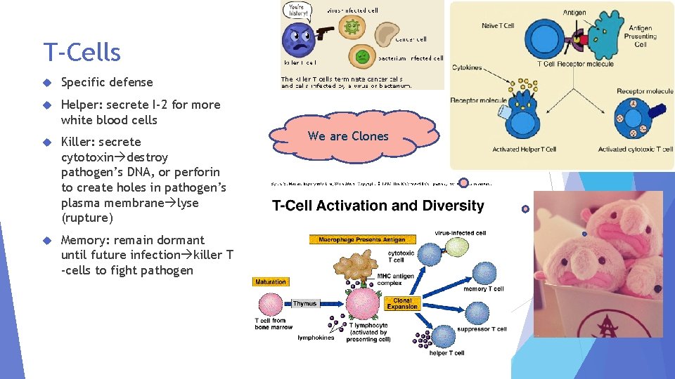 T-Cells Specific defense Helper: secrete I-2 for more white blood cells Killer: secrete cytotoxin