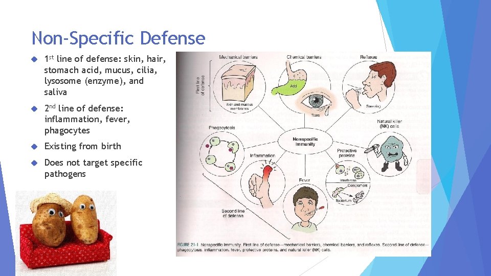 Non-Specific Defense 1 st line of defense: skin, hair, stomach acid, mucus, cilia, lysosome